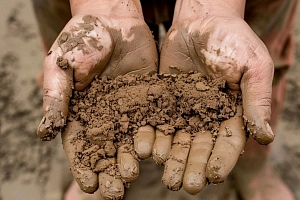 Выбор растений для вашего пруда