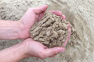 Выращивание гортензий в открытом грунте