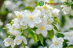 Выращивание шнитт-лука на подоконнике в холодный период