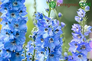 Какие цветы посадить в августе