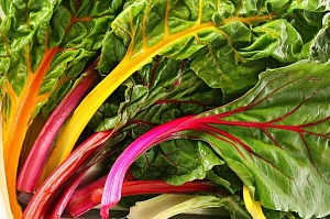 Выращивание мелколуковичных первоцветов в открытом грунте