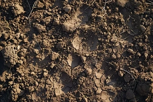 Птицы зимнего сада, с которыми стоит подружиться каждому садоводу