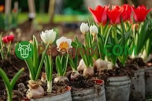 Выращивание дыни в открытом грунте