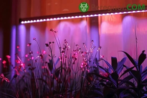 Хвойные растения: секреты ухода