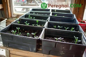 Топ 10 самых опасных садовых вредителей