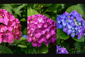 Выращивание декоративного дерена в открытом грунте