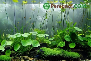 Подготовка водных растений в саду к зимнему периоду и уход за ними зимой