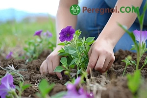 Выращивание рододендронов в открытом грунте