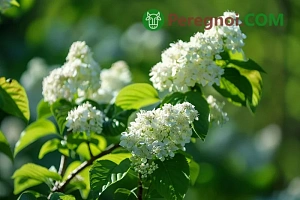 Выращивание капусты в открытом грунте