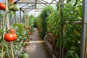 Выращивание тыквы в открытом грунте